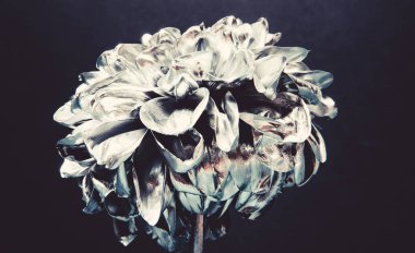 Çiçek kaplı metalik boya yakın. Metal çiçek. Soyut sanat. Sonsuz güzellik. Botanik kavramı. Dövme ve heykel. Güzel siyah gümüş çiçek. Çiçek çiyi. Metalik çelik renk