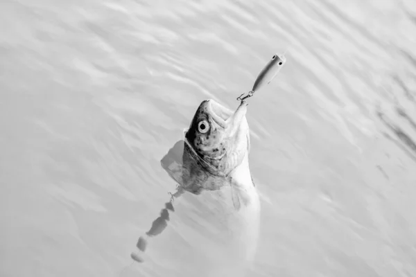 Gura deschisă a peştelui atârnă de cârlig. Cârlig de pește sau cârlig de pește este un dispozitiv pentru prinderea fie prin impingerea în gură. Pe cârlig. Păstrăv prins. Bună captură. Peşte în capcană aproape. Accesoriu de pescuit lingură de momeală — Fotografie, imagine de stoc