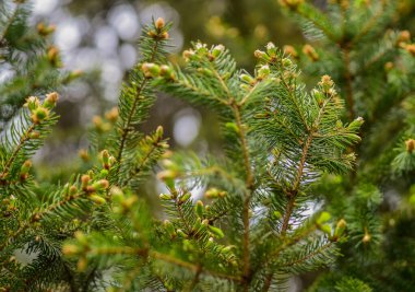 Kozalaklı ağaçlar doğal arka plan. Yeşil orman. Çevre koruması. Yeşillikler. Doğanın güzelliği. Kürk ağacı konileri. Genç çam ağacı konisi. Dünya Dünya Günü