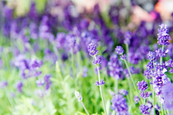 Natural beauty. Lavender flowers in meadow. Flowers with violet petals and green leaves. Beautiful flowers blooming on sunny day. Flowers in summer. Flowering plants