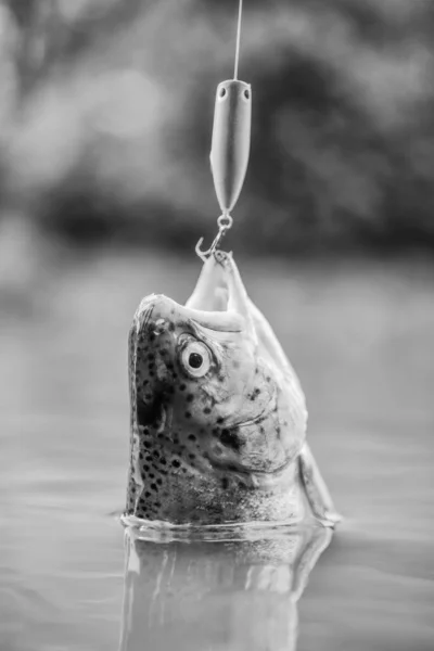 On hook. Silence concept. Fish open mouth hang on hook. fishing equipment. Fish trout caught in freshwater. Bait spoon line fishing accessories. Fish in trap. Victim of poaching. Save nature