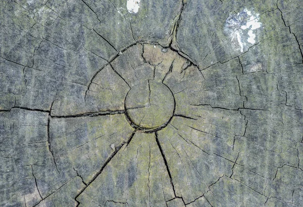 Old stump. Natural pattern. Wood background. Wood texture close up. Wooden surface. Decor or design. Commercial advertisement. Producing goods made out of wood. Counting age. Cracked stump