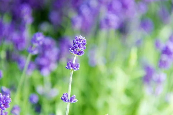 They just bloom. Lavenders bloom on natural landscape. Violet bloom on sunny day. Flower bloom in summer. Blossoming time — Stock Photo, Image