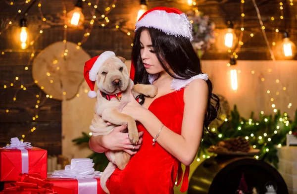 New Year party. girl with cute puppy dog. happy new year. dog year. merry  christmas. perfect xmas present. best gift ever. sexy woman in santa hat.  sensual girl in erotic lingerie Stock