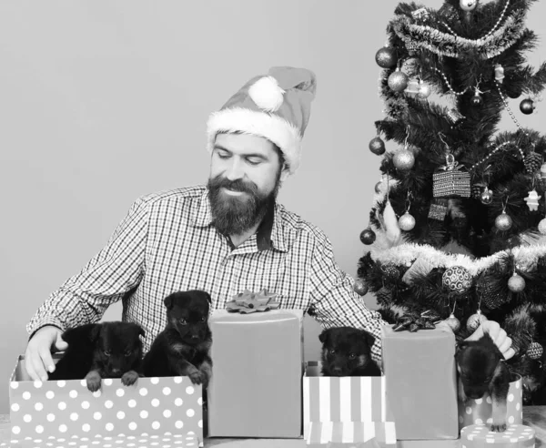 Noel Baba, Noel ağacının yanında köpek tutuyor. Xmas şapkalı adam. — Stok fotoğraf