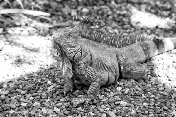 Concepto de vida salvaje. Derechos de los animales. Salvar biodiversidad área natural. Lagarto perezoso relajándose. Impresionante naturaleza de Honduras. Reptil tropical. Lagarto iguana en la vida silvestre. Lagarto grande en Roatán Honduras —  Fotos de Stock