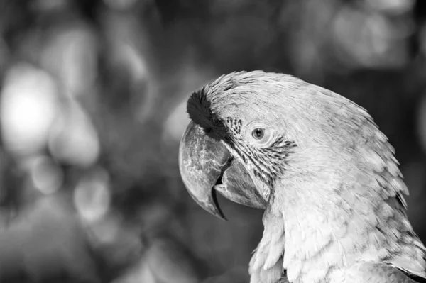 Vahşi doğa. Roatan Honduras'ta canlı papağan. Biyolojik çeşitlilik kavramı. Yeşil papağan tropik kuş. Canlı renkli Honduras kuşu. Honduras faunası. Bazı türler insan seslerini taklit emz. Hayvanat bahçesi — Stok fotoğraf
