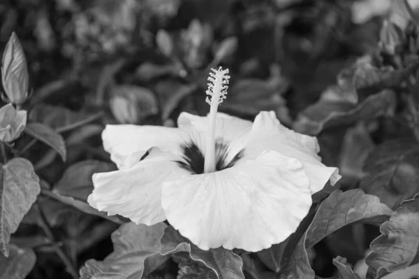 Hardy Hibiscus roos van Sharon en tropische hibiscus. Exotische planten en bloemen. Prachtige hibiscus bloem close-up. Bloemen grote opvallende trompet gevormd met vijf of meer bloemblaadjes. Gele Hibiscus — Stockfoto