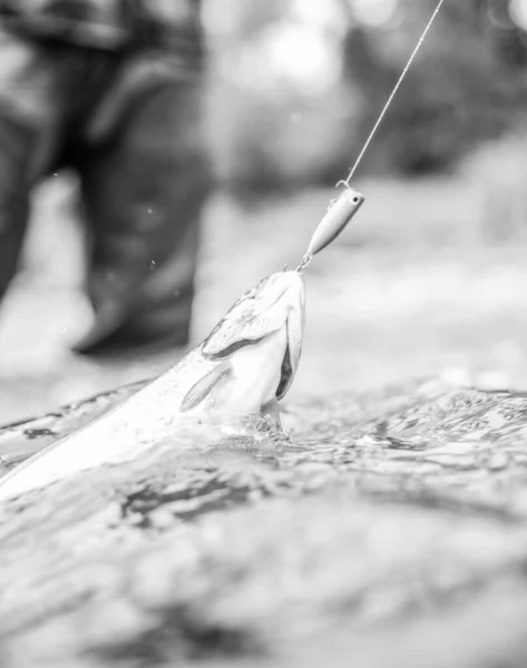 Peces de agua dulce en gancho. Trucha en el agua de cerca. Pasatiempo de pesca. Actividad pesquera. Equipo de pesca. Naturaleza salvaje. Peces en el río. Concepto de engranaje y cebo. El trabajo de pescador es simple. Aletas y escamas — Foto de Stock