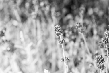 Lavanta ihale menekşe çiçekleri. Lavanta tarlası. Bahçe dikim bitkileri ve botanik. Çiçek çiyi. Lavanta yetiştiricilik. Güzel lavanta çalıları kapatın. Aromatik çiçekler kavramı. Provence tarzı