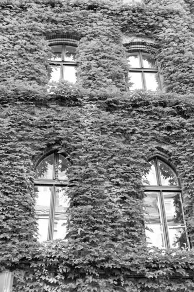 Decoraciones naturales. Planta de hiedra en la pared del edificio. Hojas verdes de superficie con ventanas. Decorado con hiedra. Pared de hiedra verde. Cultivar hiedra u otros escaladores hasta la pared del edificio puede tener muchos beneficios —  Fotos de Stock