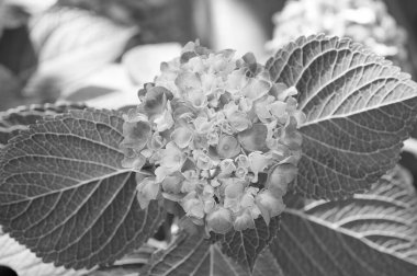 İhale çiçekler yumuşak küçük yaprakları. Parfüm aroması koku konsepti. Çiçek kokusu. Pembe ortanca çiçeği yakın çekim. Muhteşem ortanca çiçek açıyor. Ortanca yaz çiçek bitkisi. Bahçe ve botanik