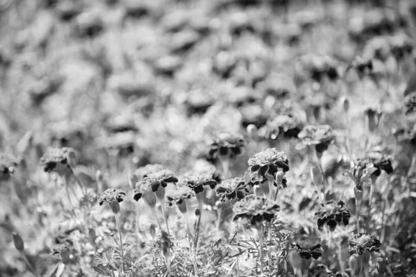 Gyönyörű narancs vörös körömvirág virágok. Tagetes kert. Marigold virágok jelképe Ukrajna. Virágos háttér minta Tagetes. Tagetes hagyományos folklór ukrán növények — Stock Fotó