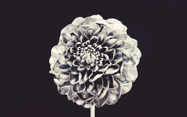 silver chrysanthemum flower. natural retro beauty. luxury and success. metallized antique decoration. wealth and richness. floristics business. Vintage silver. antique silver floral design