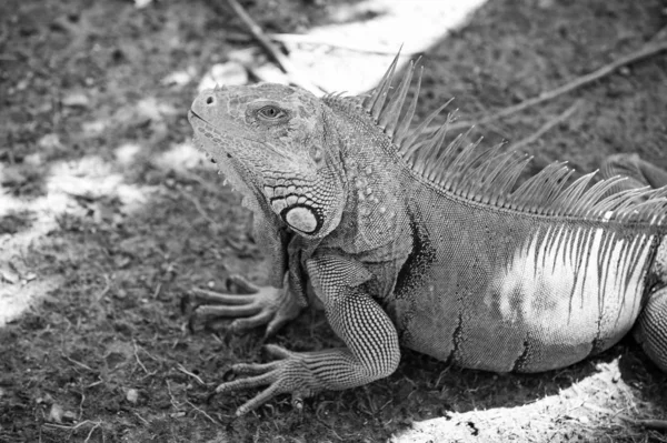 Stunning nature of Honduras. Tropical reptile. Lizard iguana in wildlife. Big lizard at Roatan Honduras. Wild animal in natural environment. Save biodiversity concept. Lazy lizard relaxing sunny day — Stock Photo, Image