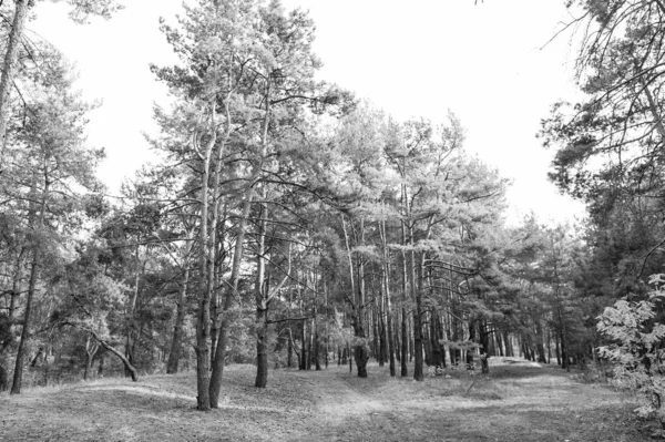 Niets is mooier dan bos. Boslandschap in de herfst. Groenblijvende bomen groeien in het bos. World forest Day. Ecologie en milieu. Wanderlust en vakantie — Stockfoto