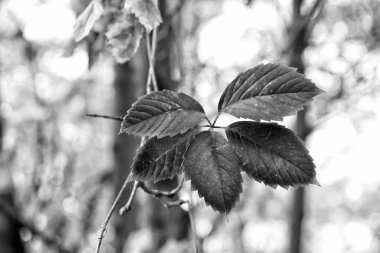 Parlak renkli sonbahar yaprakları. Doğal arka planda yapraklar düşer. Sonbahar manzara kırmızı pigment yaprakları. Yapraklar renk değiştirir. Sonbaharda yaprak döken ağaç yaprakları