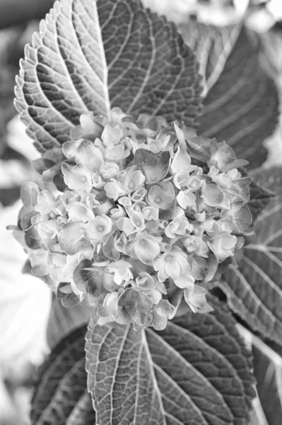 Tender flowers soft little petals. Perfume aroma fragrance concept. Flower scent. Hydrangea summer flower plant. Gardening and botany. Blossom of pink hydrangea close up. Gorgeous hydrangea blooming