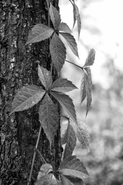 Podzimní zbarvení. Pádný horolezec na podzim. Virginia creeper rostlina na pozadí kmene stromu. Ivy rostlina listí změnit barvu. Rostlinné listy zrudnou. Divoká rostlina na podzim. Barva pádu — Stock fotografie