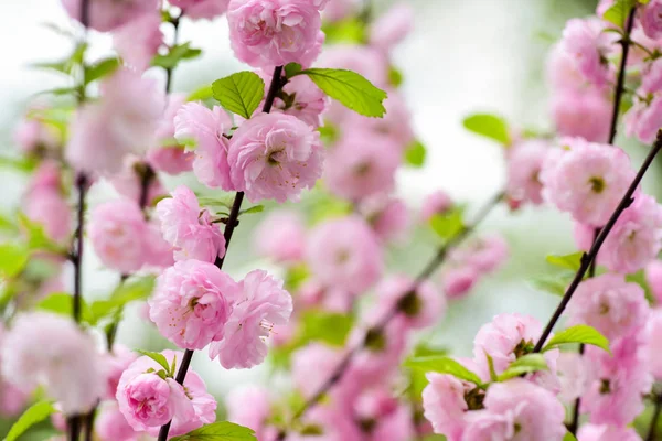 Zweig von Sakura. Parfümeriekonzept. Sakura-Blumen. Sakura-Blumen im Hintergrund aus nächster Nähe. Florale Kulisse. Botanischer Garten. zarte Blüte. Aroma und Duft. Frühlingszeit. Zärtlichkeit — Stockfoto