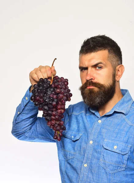 Farmer pokazuje zbiory. Człowiek z brodą trzyma grono winogron — Zdjęcie stockowe