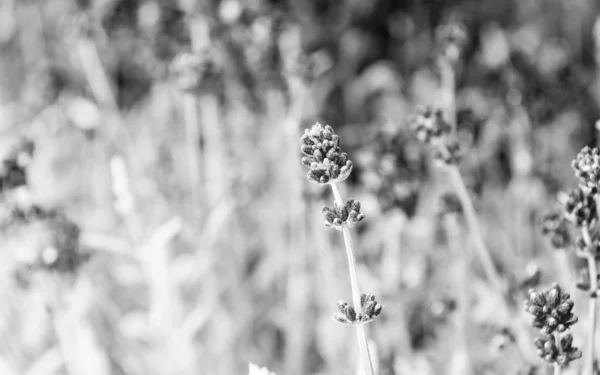 Disfruta del verano sin fin. Flores de verano. Las lavandas florecen en el día de verano. Las plantas con flores crecen en el prado de verano. Belleza natural. Hermosa naturaleza —  Fotos de Stock