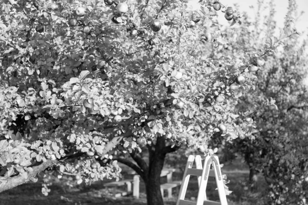 Μηλιά την ηλιόλουστη μέρα. Κήπος οπωροφόρων δέντρων. Τα ώριμα μήλα φυτρώνουν στο δέντρο. Παραγωγή οπωροφόρων δέντρων Κήπος μήλου ή περιβόλι. Καλλιέργεια μήλων και γεωργία. Χρόνος συγκομιδής. Εποχή συγκομιδής. Καλλιέργεια φρούτων — Φωτογραφία Αρχείου