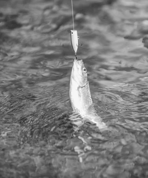 Trout bait. catch fish. fishing on lake. hobby and sport activity. good catch. fly fishing trout. recreation and leisure outdoor. stalemate and hopelessness. fall into the trap. fish on the hook — Stock Photo, Image