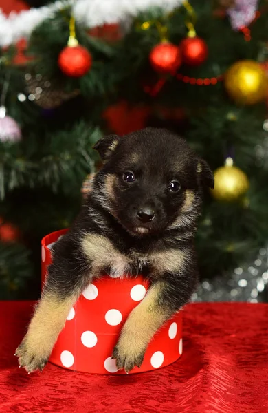 Doggy kijkt uit kleine gevlekte kerstdoos op rood — Stockfoto