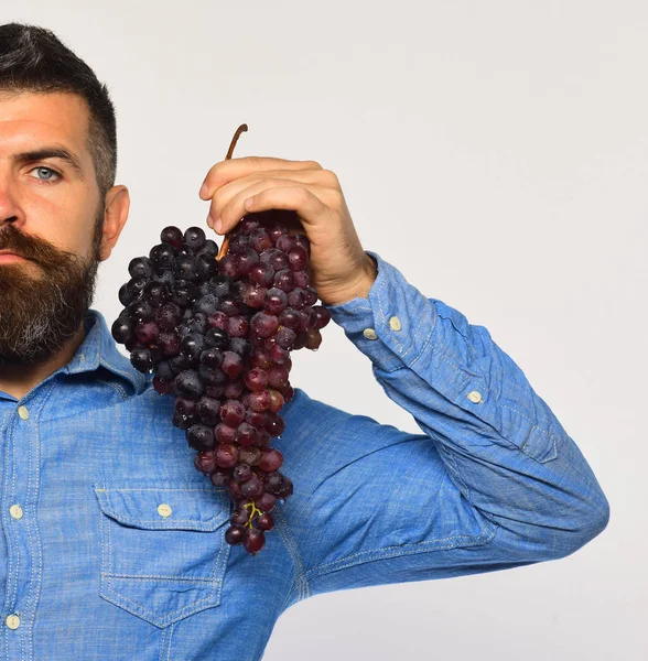 Mannen med skägg innehar svart druvklase — Stockfoto