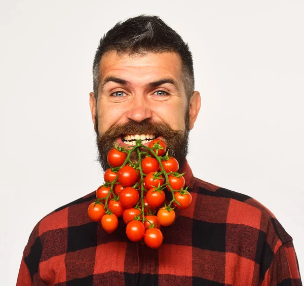 Farmer with happy face holds bunch of cherry tomatoes