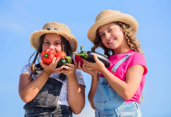 Mutlu kız kardeşler aile çiftliğinde çalışıyor. Organik sebzeler. Sebze pazarı. Doğal vitamin besin değeri. Ev yapımı gıda konsepti satmak. Şapkalı şirin kızlar çiftçilik yapıyor. Çocuklar sebze topluyor — Stok fotoğraf