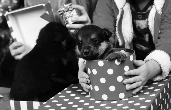 개의 해, 휴일 축하. 현재 상자에 있는 개들 — 스톡 사진