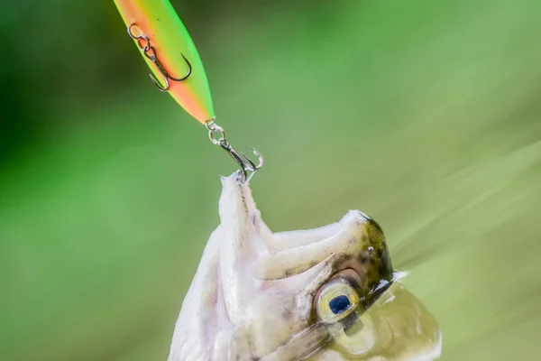 Appât de truite. attraper des poissons. tomber dans le piège. poisson à l'hameçon. impasse et désespoir. pêche à la truite mouche. loisirs et loisirs. pêche sur le lac. Bonne prise. hobby. Apprendre du professionnel — Photo