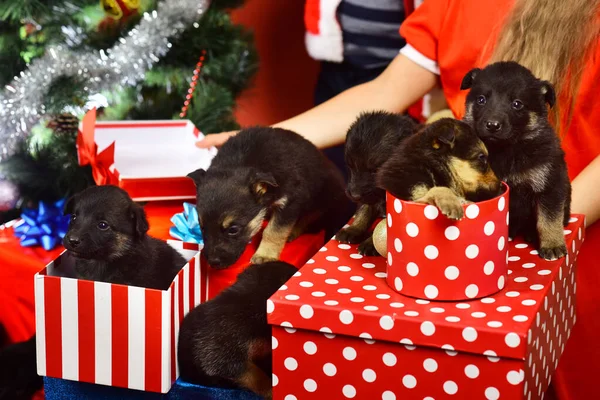 Puppies in gift boxes. Doggies look out of Christmas boxes