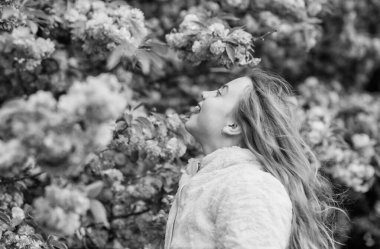 Sakura ağacı arka plan pembe çiçekler üzerinde Çocuk. Botanik kavramı. Çocuk kiraz çiçeği sakura zevk. Yumuşak pembe bulutlar gibi çiçekler. Çiçek koklamak. Çocuk ılık baharın tadını çıkarır. Çiçek aroması zevk Kız