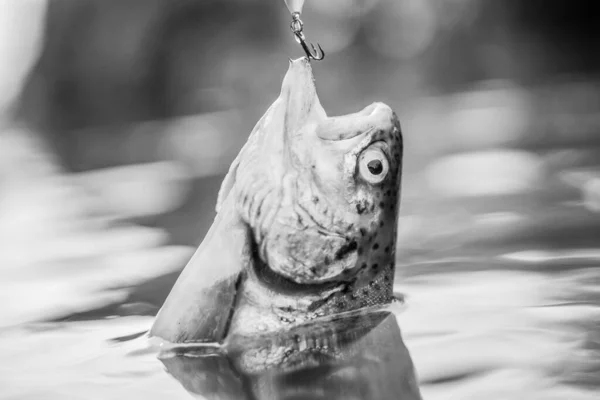 Pronto per la cottura. attività sportiva hobby. trota da pesca a mosca. ricreazione e tempo libero. Pesce all'amo. stallo e disperazione. Esche di trota. pescare pesce. cadere nella trappola. pesca sul lago. Bella presa. — Foto Stock