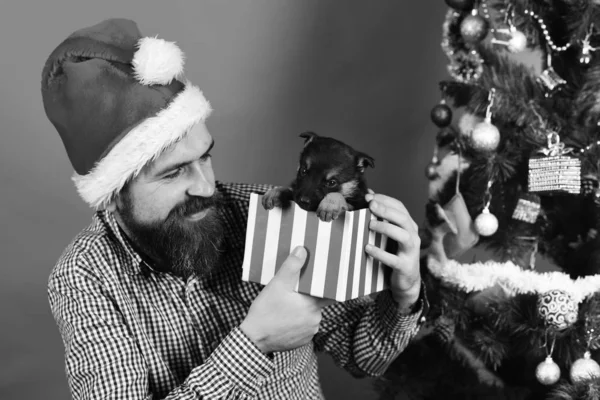 Xmas şapkalı adam köpek yavrusuyla oynuyor. Noel Baba köpeği tutuyor. — Stok fotoğraf