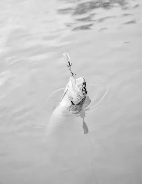 Pesca fluviale. trota da pesca a mosca. ricreazione e tempo libero. hobby e attività sportive. pesca sul lago. Ottima presa. Pesce all'amo. stallo e disperazione. Esche di trota. pescare pesce. cadere nella trappola — Foto Stock