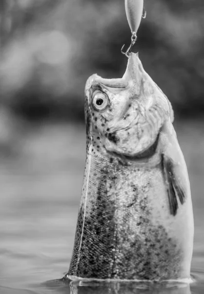 Vis op haak. forel aas. Vang vis. vissen op het meer. hobby en sportactiviteit. goede vangst. vliegvissen forel. recreatie en vrije tijd. patstelling en hopeloosheid. in de val vallen. Klaar om te vissen — Stockfoto