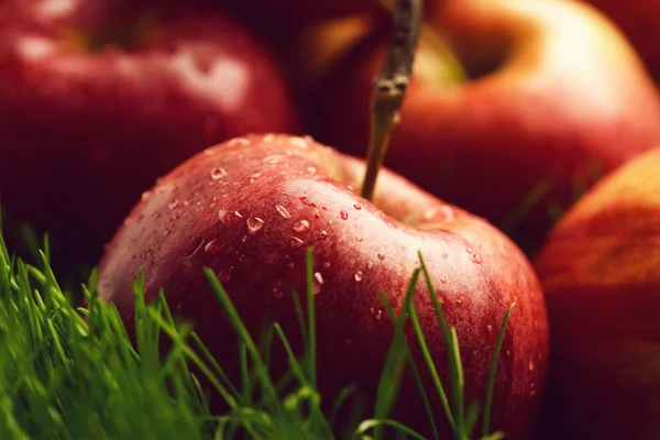 Apple red color fallen on fresh green grass. Stock Photo