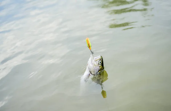 Öringbete. fånga fisk. ramla i fällan. fiske på sjön. Bra fångst. Flugfiskeröding. rekreation och fritid. hobbysportaktivitet. fisk på krok. dödläge och hopplöshet. Hungersnöd. — Stockfoto