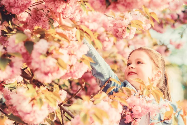 Sakura concepto de flor. Hermosa belleza floral. Fondo de flor de cerezo chica. El árbol Sakura florece. Parque y jardín. Niña en flor de primavera. Disfrute del olor de la floración tierna día soleado —  Fotos de Stock