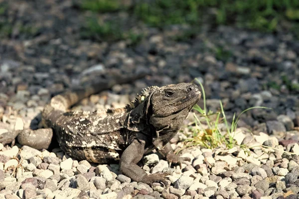 Tropical reptile. Lizard iguana in wildlife. Big lizard at Roatan Honduras. Wild life concept. Animal rights. Save biodiversity natural area. Lazy lizard relaxing. Stunning nature of Honduras — Stock Photo, Image