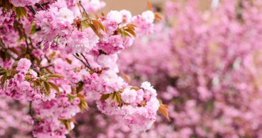 Bahar depresyonu. Sakura çiçeği ağacı, doğal çiçek arkaplanı. Güzel bahar çiçeği. Pembe kiraz ağacı çiçeği. Yeni bir hayat başlıyor. Doğa gelişiyor ve uyanıyor. Kadınlar Günü 'nde. Anneler günü tatili