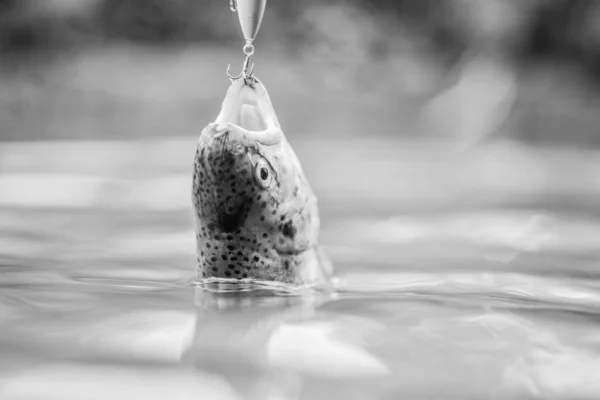 Fische in der Falle. Opfer von Wilderei. die Natur retten. am Haken. Schweigekonzept. Fisch mit offenem Maul hängt am Haken. Angelausrüstung. Fischforellen, die im Süßwasser gefangen werden. Köderleine Angelzubehör — Stockfoto