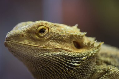 Işık yeşil deri ile Pogona vitticeps. Sakallı ejder