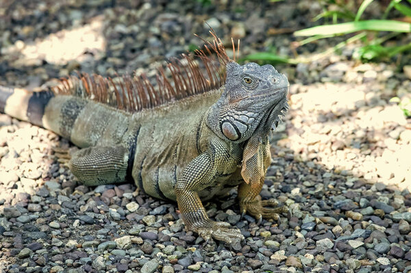 Дикая жизнь концепция. Права животных. Сохранить биоразнообразие природной территории. Ленивая ящерица расслабляется. Потрясающая природа Гондураса. Тропическая рептилия. Ящерица игуана в дикой природе. Большая ящерица в Роатане, Гондурас

