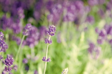 Güzel lavanta çalıları kapatın. Aromatik çiçekler kavramı. Provence tarzı. Lavanta ihale menekşe çiçekleri. Lavanta tarlası. Bahçe dikim bitkileri ve botanik. Çiçek çiyi. Büyüyen lavanta