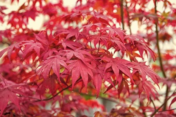 Herfst kleur. Rode herfstbladeren. Boom bladeren veranderen van kleur in de herfst. Herfst natuur schoonheid. Natuurlijke schoonheid. Een herfstbui. Idyllische dag. Herfstseizoen — Stockfoto